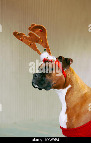 Boxer (Hund) mit Geweih Stockfoto