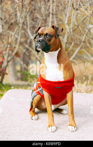 Boxer (Hund) mit Geweih Stockfoto