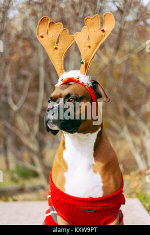 Boxer (Hund) mit Geweih Stockfoto