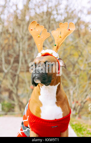 Boxer (Hund) mit Geweih Stockfoto