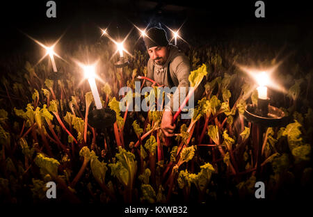 EDITORS PLEASE NOTE EIN STARBURST-FILTER WURDE VERWENDET, UM DIESES BILD ZU ERSTELLEN Valentin Vulpe Harvests erzwungene Rhabarber durch Kerzenlicht in einem E.Oldroyd & Sons' Forcing Shed im Rhabarb-Dreieck in Yorkshire. Stockfoto