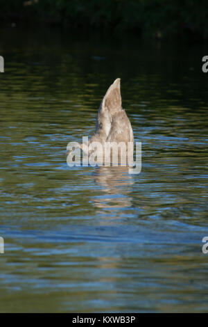 Foto von einem jugendlichen Mute swan mit seinen Schwanz in der Luft zuführen Stockfoto