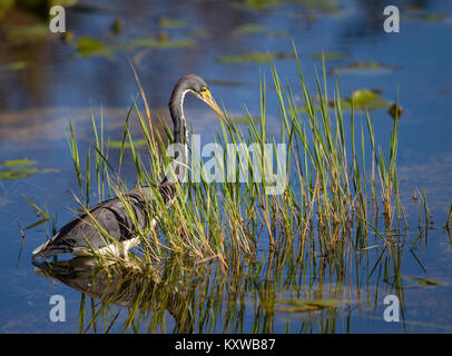 Eine dreifarbige Heron für Nahrungsmittel in den seichten Gewässern des Everglades National Park, Florida suchen Stockfoto