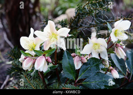 Weißer Nieswurz blüht im Frühling Stockfoto