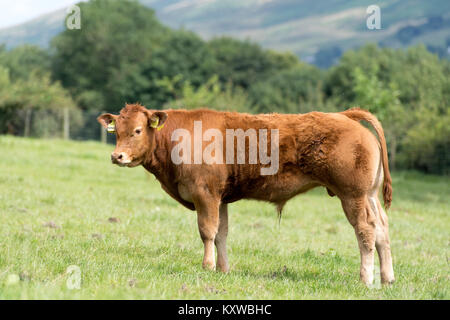 Stammbaum Limousin Rinder grasen auf der Weide in Cumbria, Großbritannien. Stockfoto
