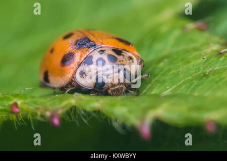 10-spot Ladybird (Adalia decempunctata) in Ruhe auf einem dornbusch Blatt. Cahir, Tipperary, Irland. Stockfoto