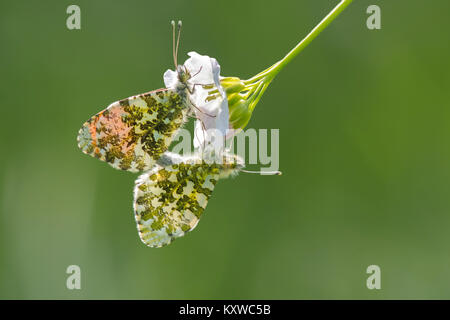 Paarung orange Spitze Schmetterlinge (Anthocharis cardamines) auf einem wiesenschaumkraut aka Lady's Smock (Cardamine pratensis). Cahir, Tipperary, Irland. Stockfoto