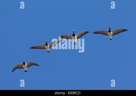 Migration von nonnengans (Branta leucopsis) Herde/Nonnengänse im Formationsflug gegen den blauen Himmel Stockfoto