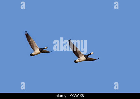 Zwei Migration Nonnengänse (Branta leucopsis) im Flug gegen den blauen Himmel Stockfoto