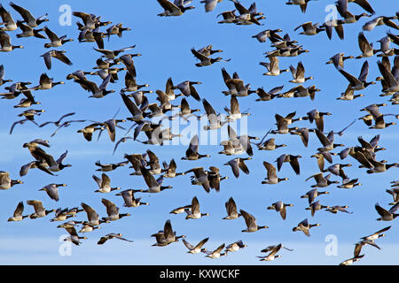 Große Herde von Migration Nonnengänse (Branta leucopsis) im Flug gegen den blauen Himmel Stockfoto