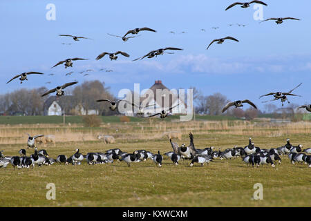 Nonnengans (Branta leucopsis) Herde/Nonnengänse Gruppe Landung auf Ackerland, das Gras auf dem Feld zum grasen im Frühjahr Stockfoto