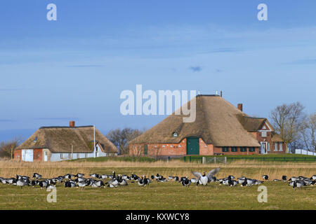 Nonnengans (Branta leucopsis) Herde/Nonnengänse Gruppe weiden Grass im Frühjahr auf landwirtschaftlich genutzten Flächen. Stockfoto