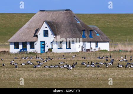 Nonnengans (Branta leucopsis) Herde/Nonnengänse Gruppe weiden Grass im Frühjahr auf landwirtschaftlich genutzten Flächen. Stockfoto