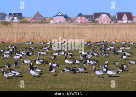 Nonnengans (Branta leucopsis) Herde/Nonnengänse Gruppe weiden Grass im Frühjahr auf landwirtschaftlich genutzten Flächen. Stockfoto