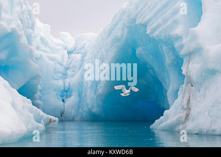 Schwarz-legged Dreizehenmöwe (Rissa tridactyla) vor dem Eisberg in den Arktischen Ozean, Svalbard, Norwegen fliegen Stockfoto