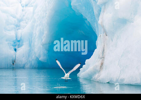 Schwarz-legged Dreizehenmöwe (Rissa tridactyla) vor dem Eisberg in den Arktischen Ozean, Svalbard, Norwegen fliegen Stockfoto