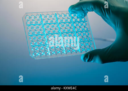 PCR-Platte im mikrobiologischen Labor, 96 Well Platten für PCR-Verarbeitung, mikrobiologische Labor. Stockfoto