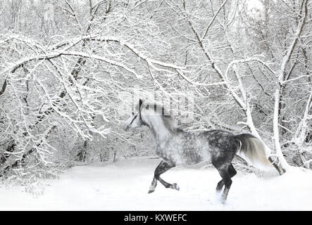 Andalusische Thoroughbred graues Pferd im Winter Holz in Bewegung auf der Natur Hintergrund Stockfoto