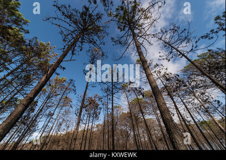 Wald von geschwärzt, Feuer beschädigte Bäume in einem Wald in der zentralen Region von Portugal. Stockfoto