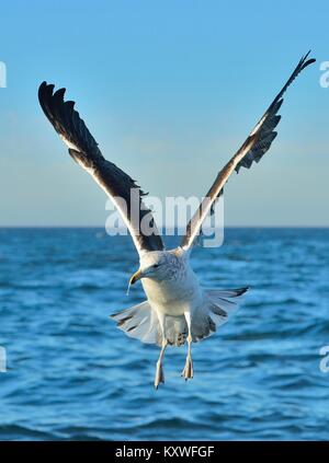 Flying Kelp Möwe (Larus dominicanus), auch bekannt als der Dominikaner Möwe und Schwarz unterlegt Kelp Gull. Die False Bay, Südafrika Stockfoto