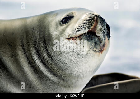 Krabbenesser (Lobodon carcinophagus) in der Antarktis Stockfoto