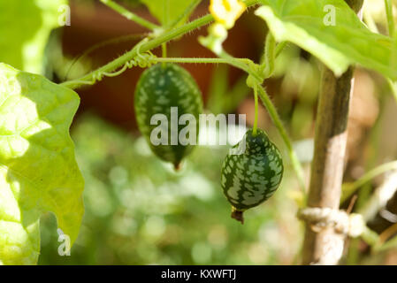 Cucamelon Obst, auch als Mexikanische Cornichons, Mexikanische saure Gurken, oder Melothria Scabra wächst an den Weinstock im hellen Sonnenlicht bekannt Stockfoto