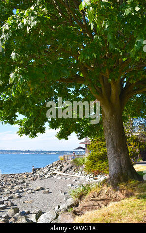 Wunderschöne Küstenlinie mit felsigen Untiefe mit Ebbe an Bellingam Bucht und am Boulevard Park gefangen. Hauch von Holz Kaffee ist nur über den Baum. Stockfoto