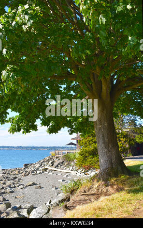 Wunderschöne Küstenlinie mit felsigen Untiefe mit Ebbe an Bellingam Bucht und am Boulevard Park gefangen. Ein Hauch von Holz Kaffee ist nur über den Baum. Stockfoto