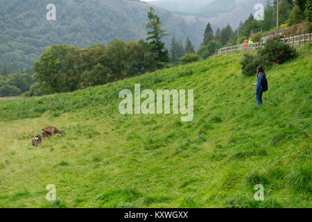 Mädchen ging der Spur näher zu kommen und ein Foto von der Familie von Red Deer pasturing in Glendalough Valley, County Wicklow, Irland Stockfoto