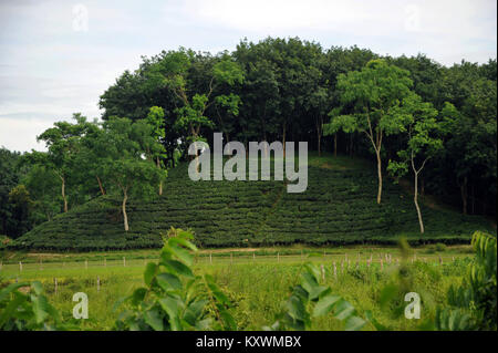 MOULVIBAZAR, BANGLADESCH - Juli 26, 2010: Ein schönes Kaffee garten Srimangal in Moulvibazar, Bangladesch. Stockfoto