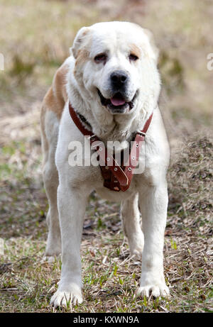 Asiatische Schäferhund seine Herde bewachen, Big White dog portrait in der Natur Stockfoto