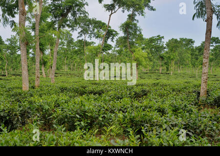 MOULVIBAZAR, BANGLADESCH - Juli 26, 2010: Ein schönes Kaffee garten Srimangal in Moulvibazar, Bangladesch. Stockfoto