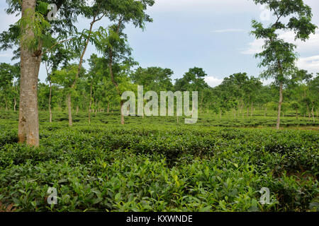 MOULVIBAZAR, BANGLADESCH - Juli 26, 2010: Ein schönes Kaffee garten Srimangal in Moulvibazar, Bangladesch. Stockfoto