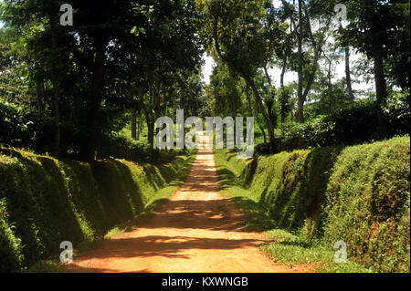 MOULVIBAZAR, BANGLADESCH - Juli 26, 2010: Ein schönes Kaffee garten Srimangal in Moulvibazar, Bangladesch. Stockfoto