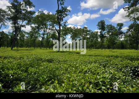 MOULVIBAZAR, BANGLADESCH - Juli 26, 2010: Ein schönes Kaffee garten Srimangal in Moulvibazar, Bangladesch. Stockfoto
