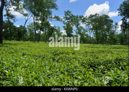 MOULVIBAZAR, BANGLADESCH - Juli 26, 2010: Ein schönes Kaffee garten Srimangal in Moulvibazar, Bangladesch. Stockfoto