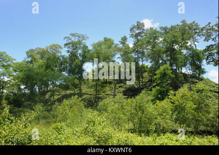 MOULVIBAZAR, BANGLADESCH - Juli 26, 2010: Ein schönes Kaffee garten Srimangal in Moulvibazar, Bangladesch. Stockfoto