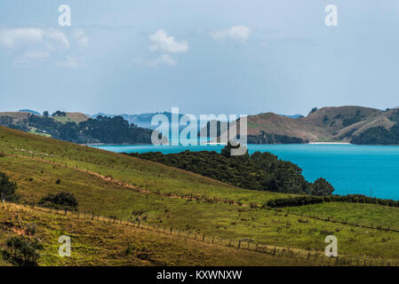 Landschaft und Vegetation der Halbinsel Coromandel, Neuseeland Stockfoto