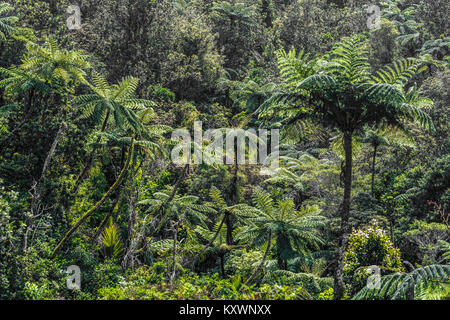 Landschaft und Vegetation der Halbinsel Coromandel, Neuseeland Stockfoto