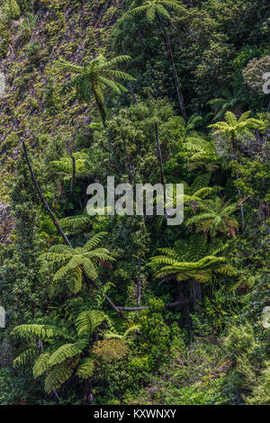 Landschaft und Vegetation der Halbinsel Coromandel, Neuseeland Stockfoto