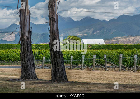 Die Weinberge von Marlborough, Neuseeland Stockfoto