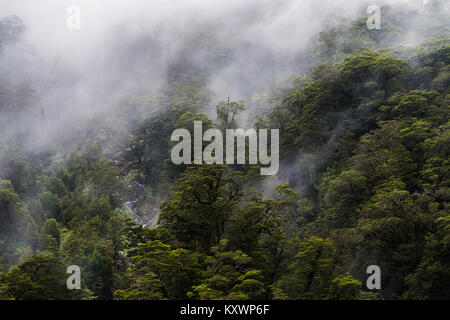 Vegetation in Haast River Valley, Neuseeland Stockfoto