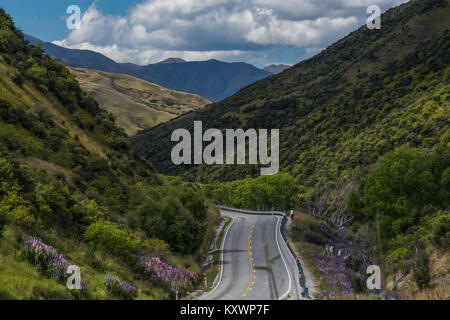 Lupinen in Cardrona Tal, Otago, Neuseeland Stockfoto