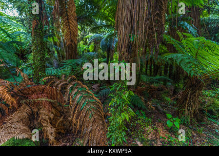 Landschaft und Vegetation von Haast River Valley, Neuseeland Stockfoto