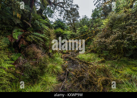 Landschaft und Vegetation von Haast River Valley, Neuseeland Stockfoto