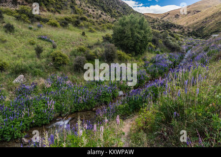 Lupinen in Cardrona Tal, Otago, Neuseeland Stockfoto