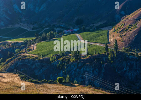 Weinberge in der Kawarau River Valley, Neuseeland Stockfoto