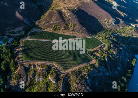 Weinberge in der Kawarau River Valley, Neuseeland Stockfoto