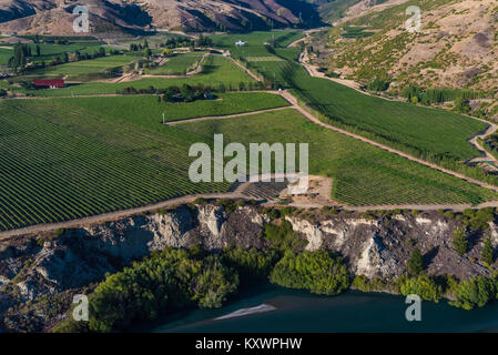 Weinberge in der Kawarau River Valley, Neuseeland Stockfoto