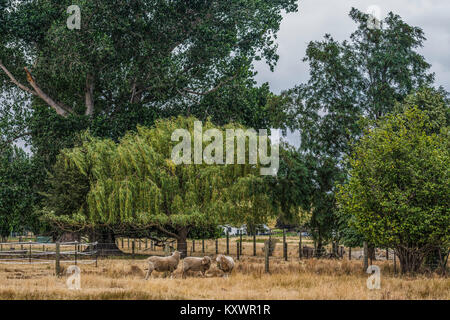 Bauernhof in der Nähe von Omarama, Otago, Neuseeland Stockfoto